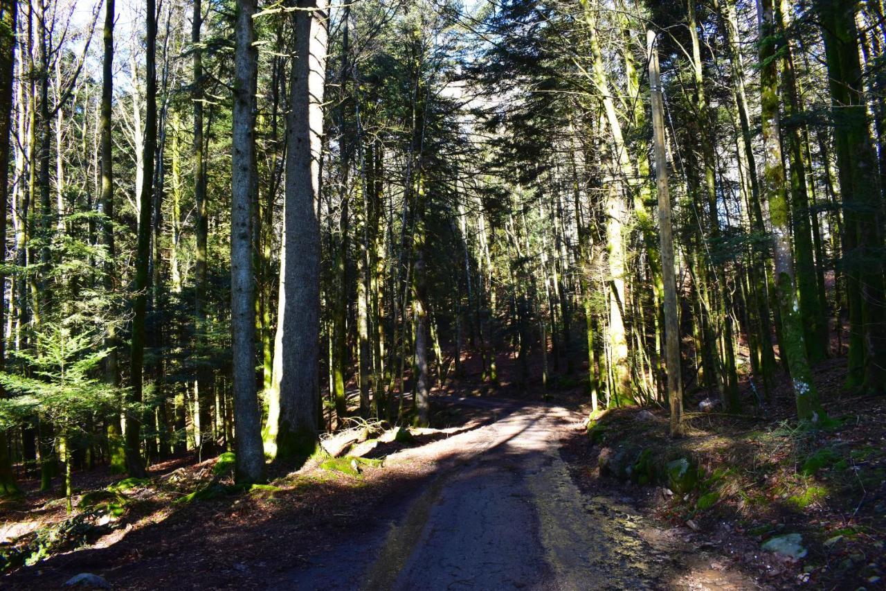"La Vieille Grange", Au Coeur De La Nature Laveline-du-Houx Eksteriør billede